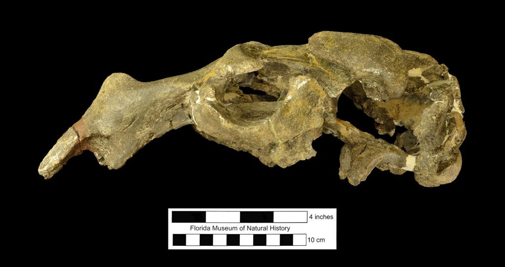 Olsen's dugong skull