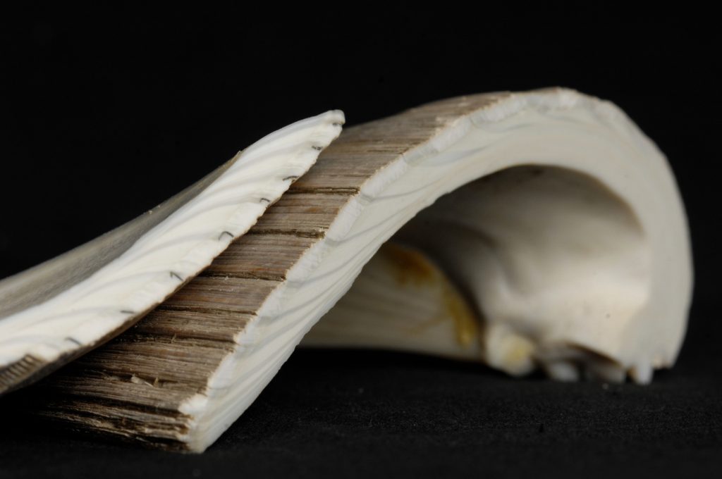 clam shell cut in half to reveal the growth rings