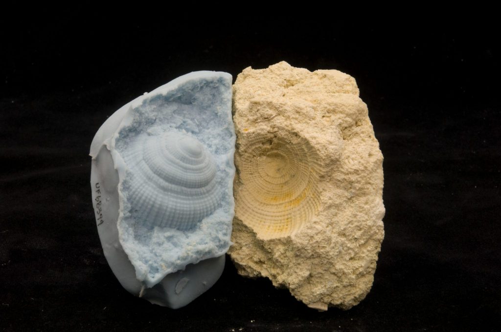 fossil mold