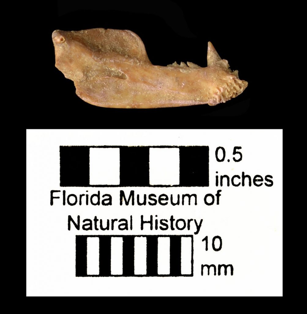 jaw bone fossil with one sharp tooth at the jaw tip