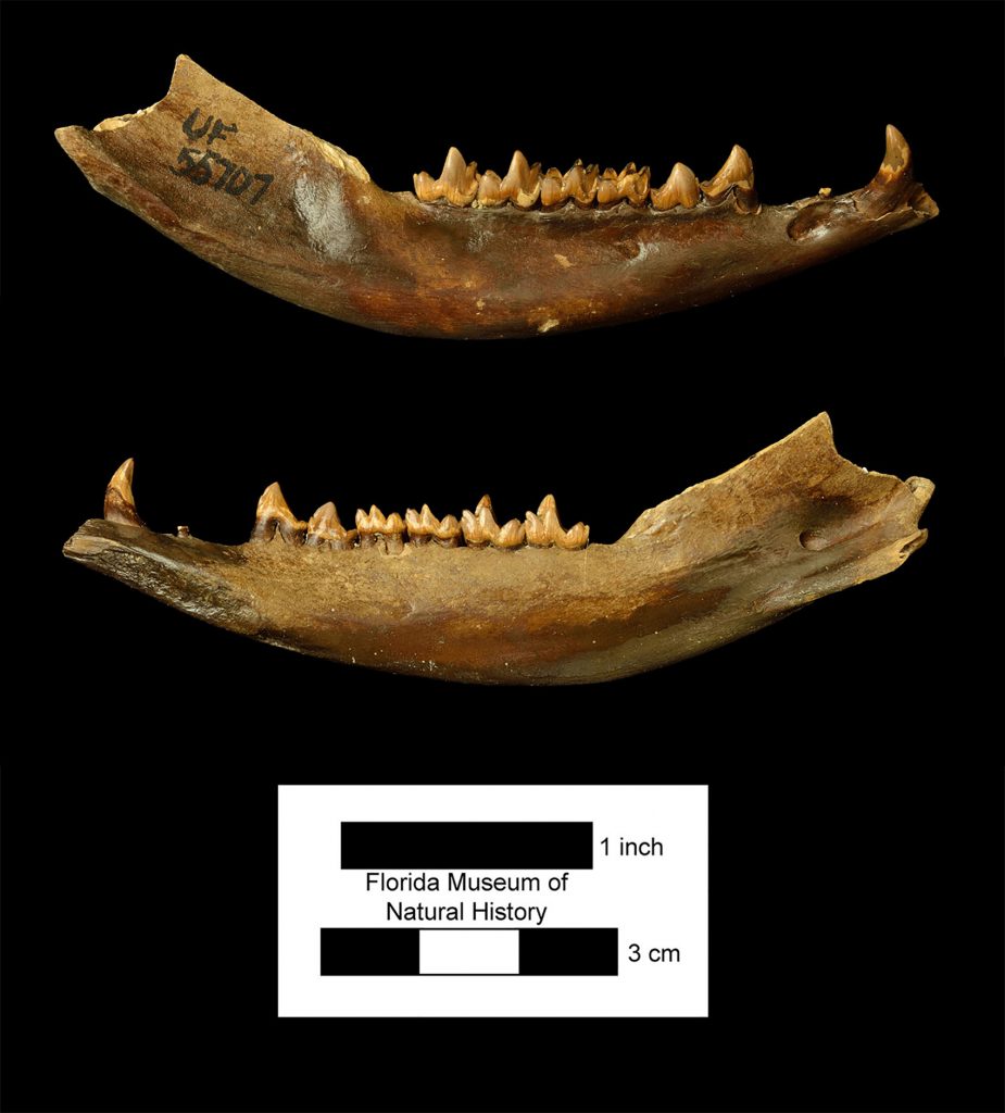 two views of a Virginia opossum jaw fossil