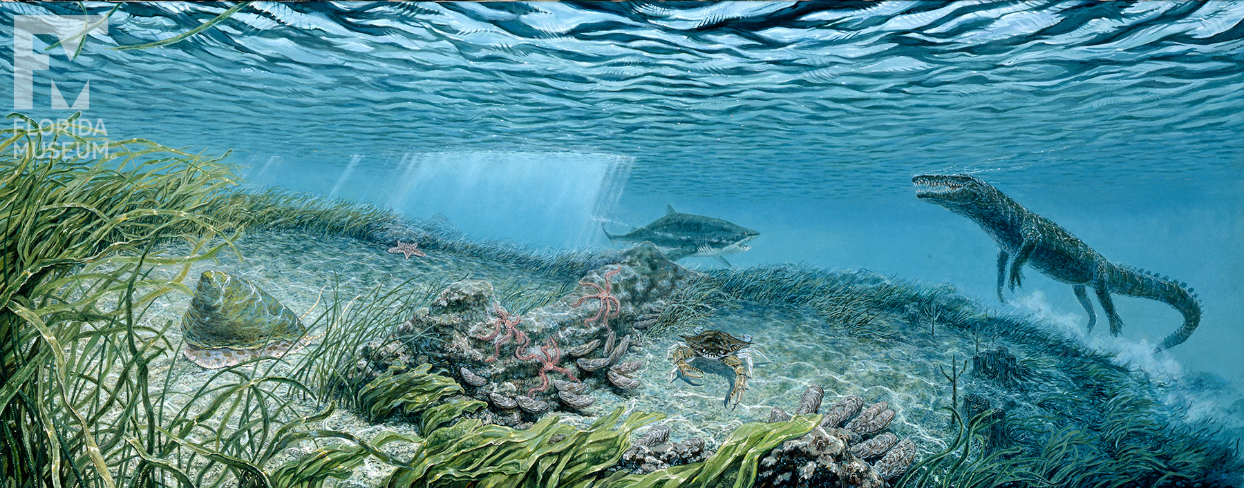 painting showing underwater scene of Florida Eocene including a crocodilian, shark, coral, oyster, and sea grass
