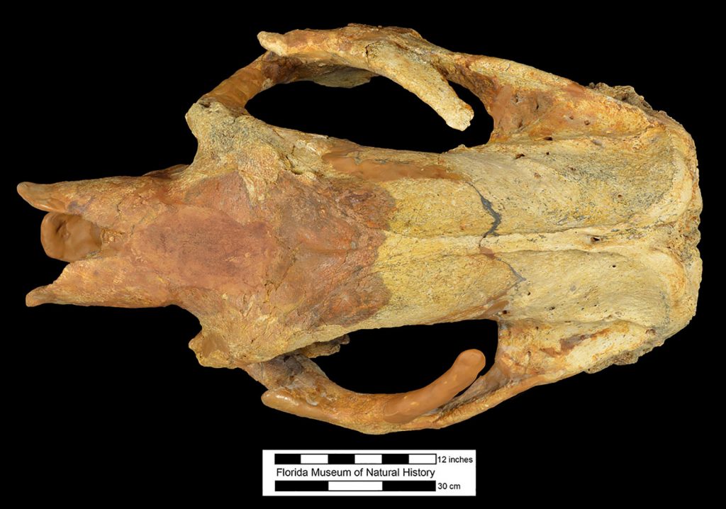 fossil skull photographed from above to show eye sockets