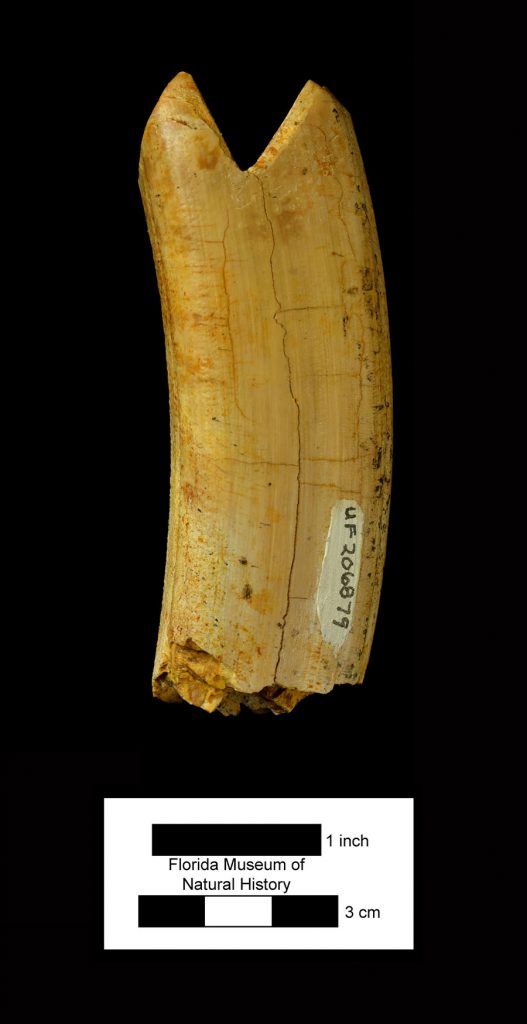 fossil tooth