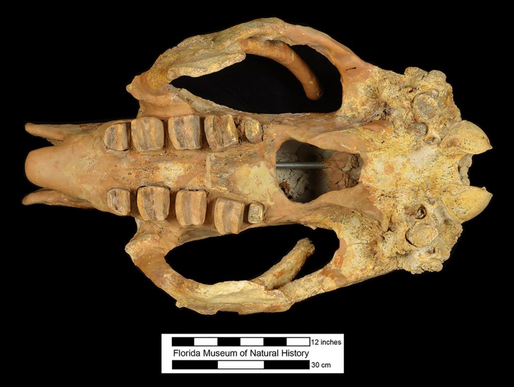 fossil skull photographed from below to show eye sockets and rows of teeth