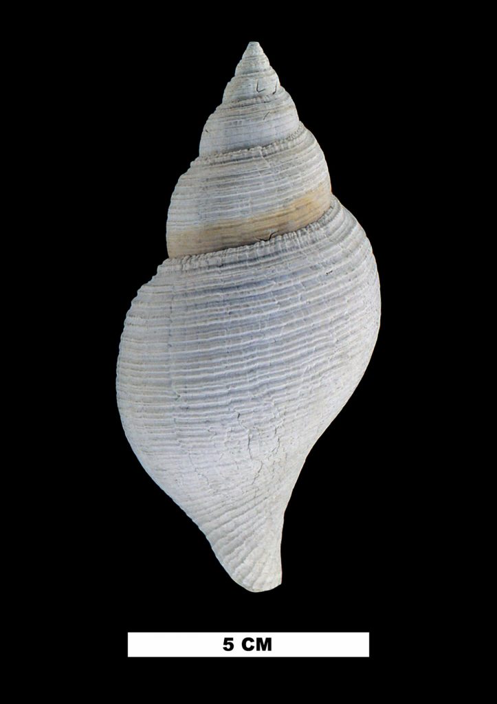 Okeechobee tulip fossil. The fossil is pale grey with thin line creating a texture on the shell
