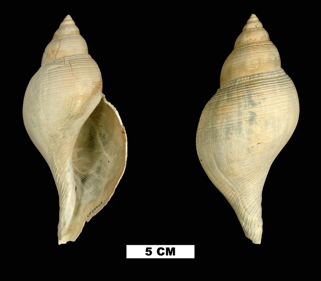 Two views of a Okeechobee tulip fossil. Fossil is tan with with a smooth-edged opening