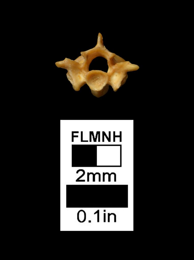 snake vertebrae fossil