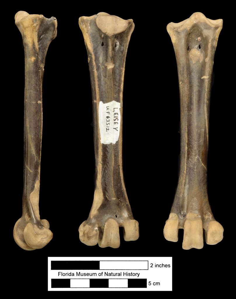 three views of the Tarsometatarsus fossil, the long bone in the lower leg of birds