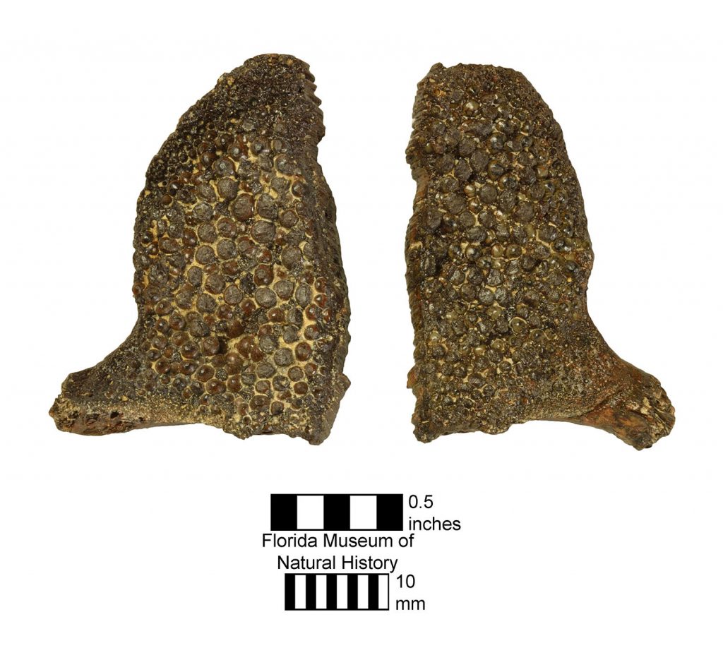 two views of a fossil with a heavily pitted texture