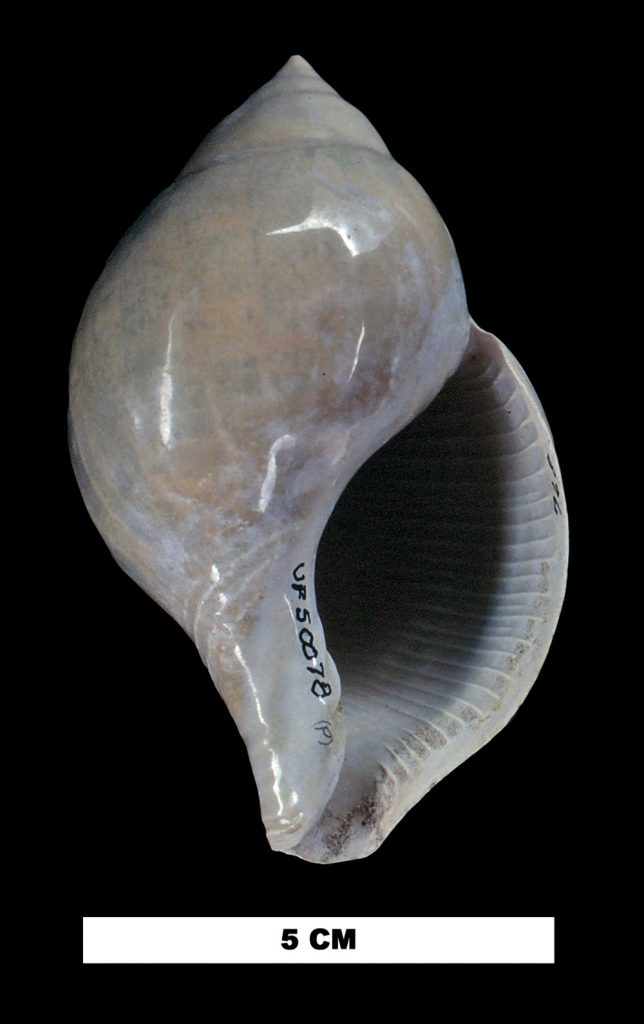 Glazed tulip with light ridges along the inside of the opening. The outside of the shell has a smooth shinny finish