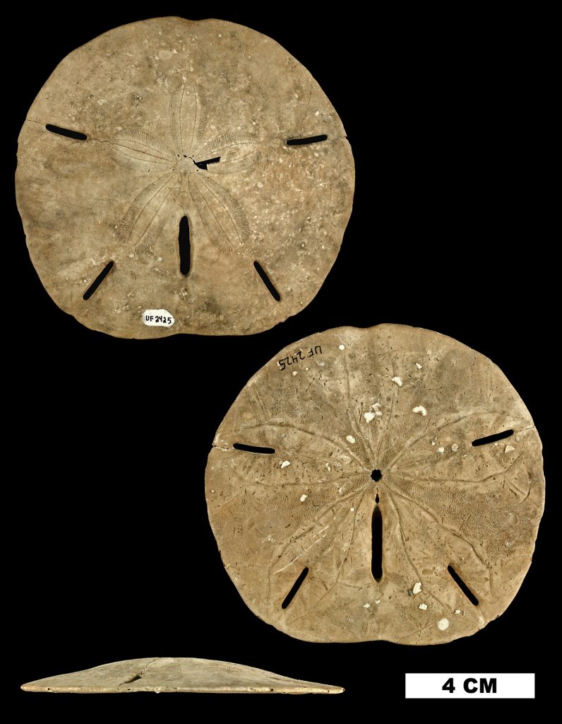 three views of a sand dollar. two views from the top show flat disk with five small openings. Final view is from the side showing the thinness of the sand dollar