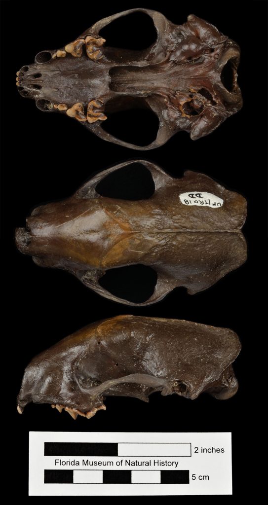 three views of dark brown fossil skull of the Striped skunk