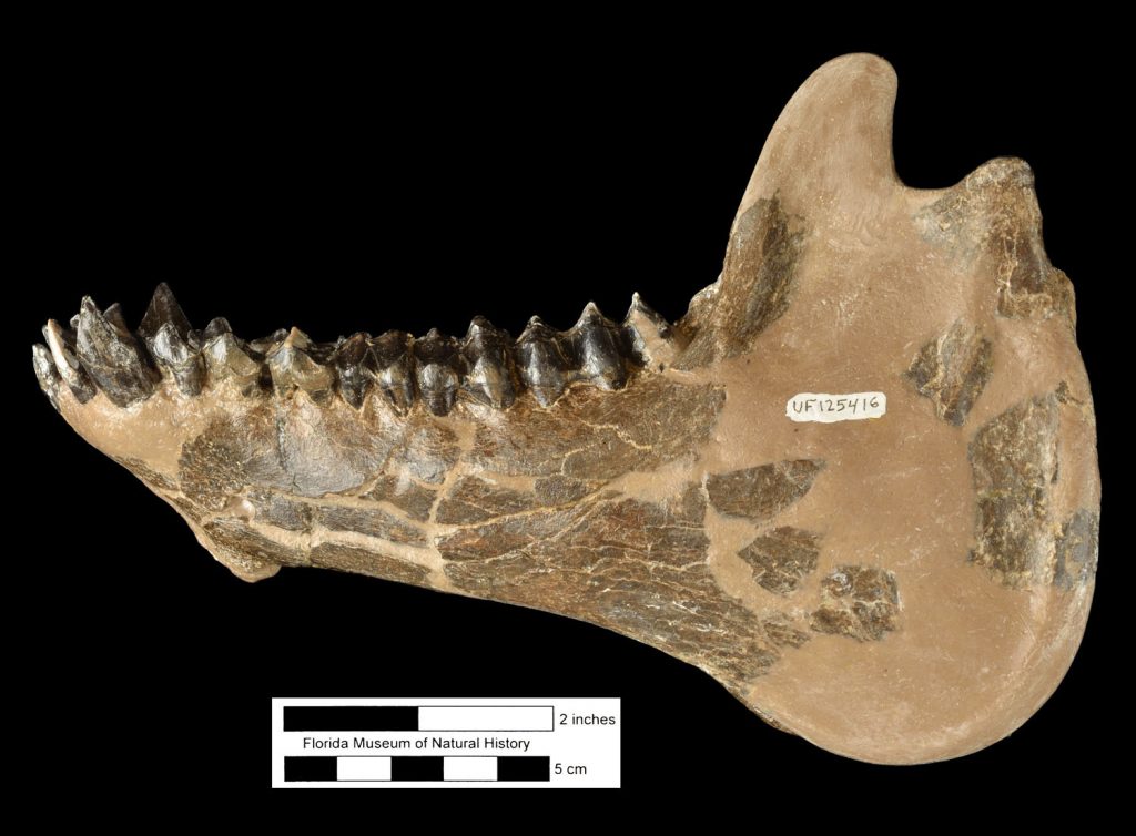 jaw fossil
