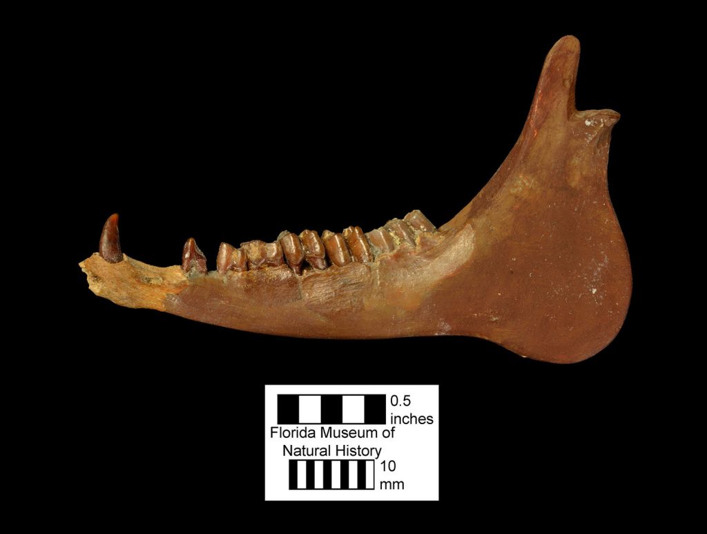jaw bone fossil with teeth