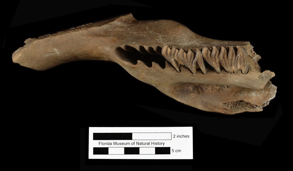 Pinckney’s capybara jaw photographed from aboce to show wide, flat back teeth