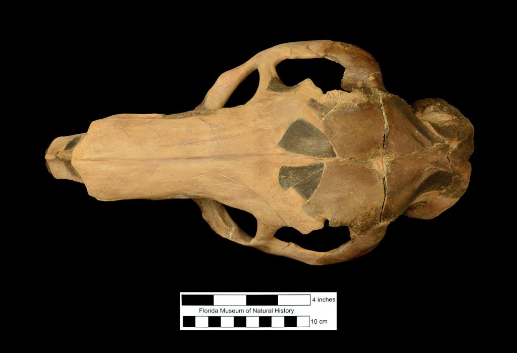 side view of a Pinckney’s capybara fossil skull