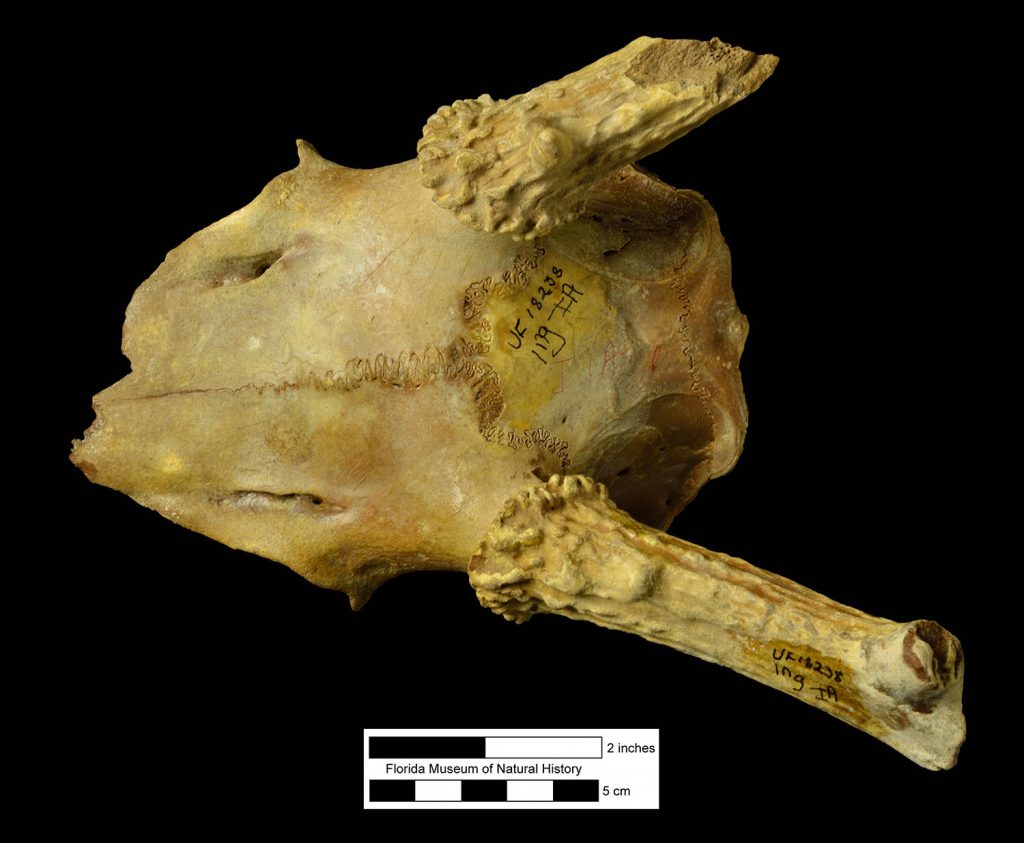 fossil skull with antlers