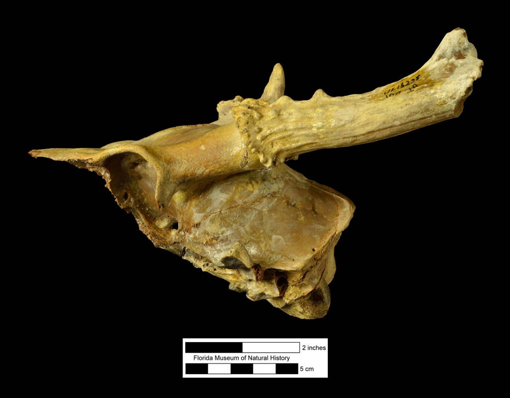 fossil skull with antlers