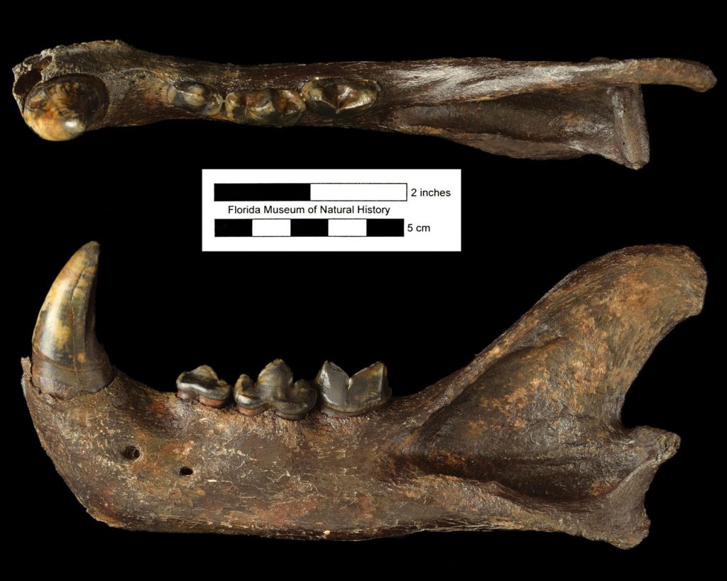 two views of jaguar fossil jaw
