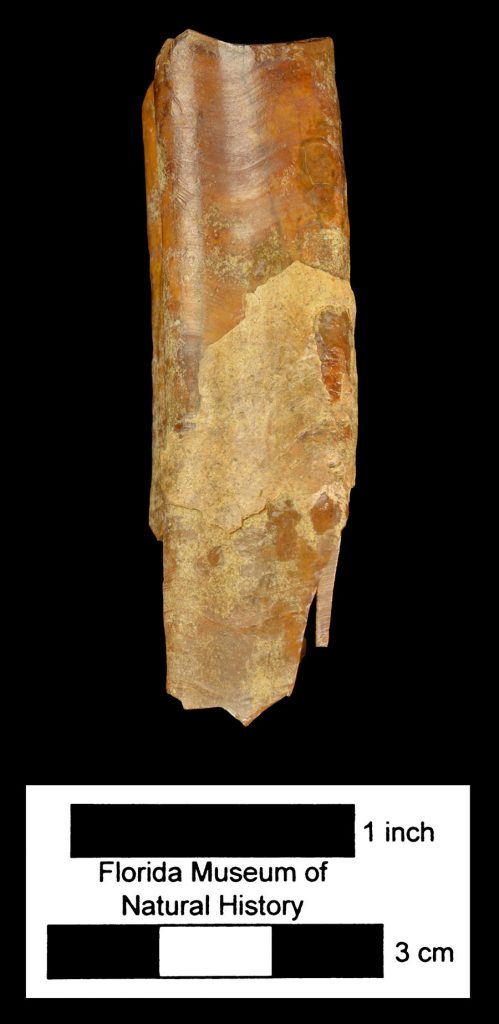 Harlan’s ground sloth tooth