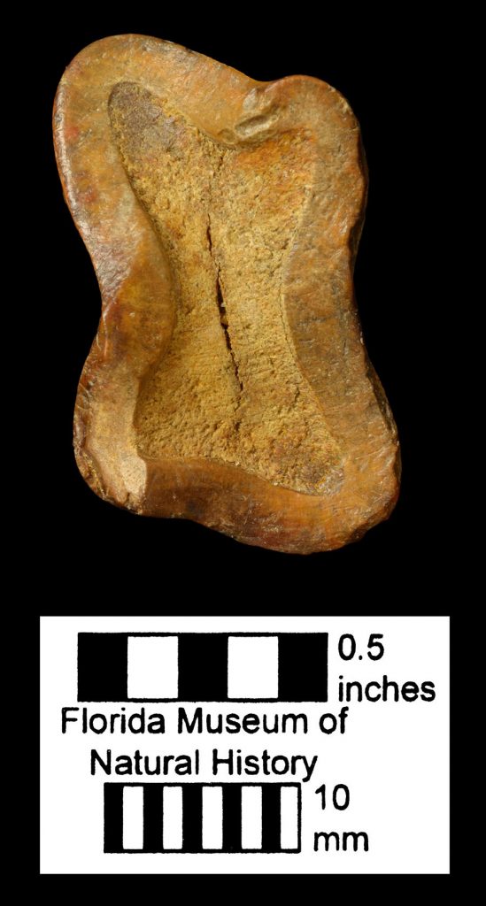 Harlan’s ground sloth tooth photographed from above