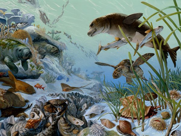 underwater marine painting of Florida's Pleistocene with many animals and plants