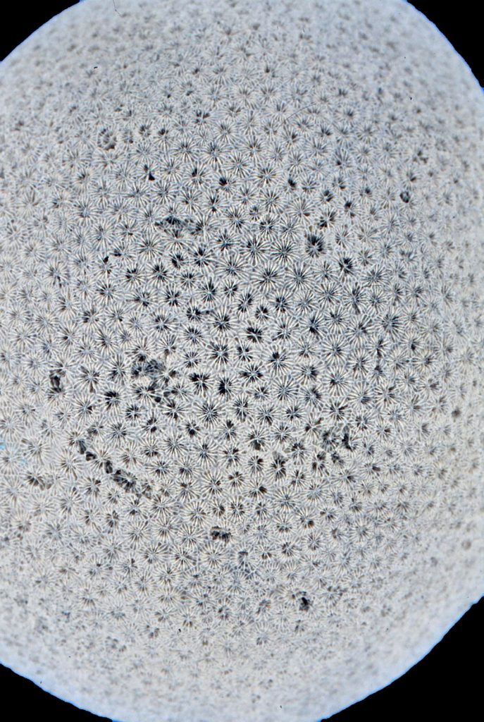close up black and white image of globe shaped coral with pitted texture