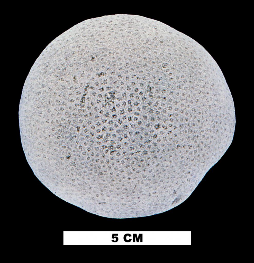 black and white image of globe shaped coral with pitted texture