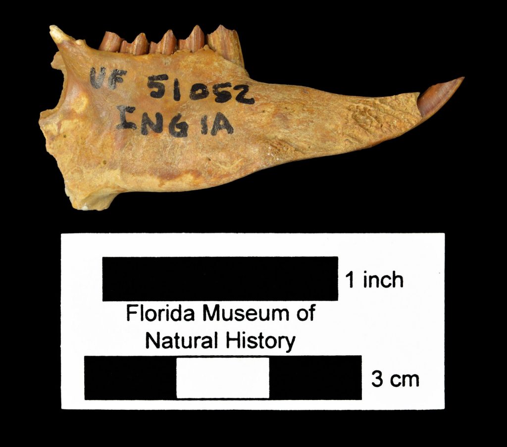Webb’s marsh rabbit jaw bone fossil with one sharp tooth at the front of the jaw and a row of flatter teeth at the rear