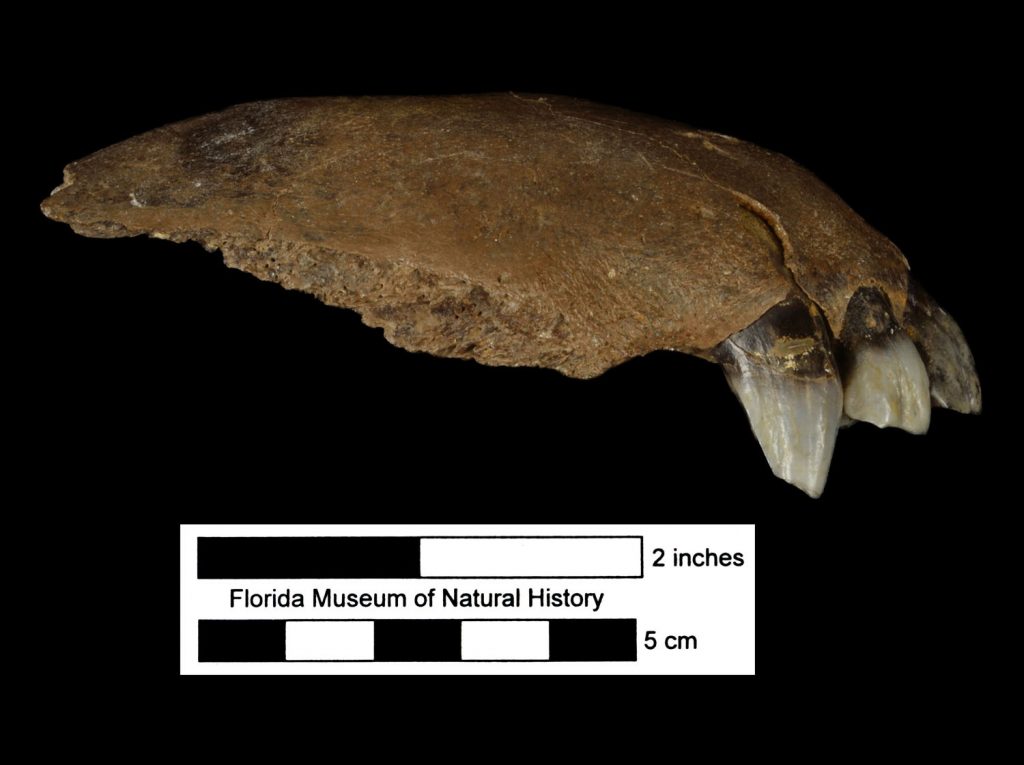 premaxilla fossil (the very tip of the upper jaw) with five teeth photographed from the side