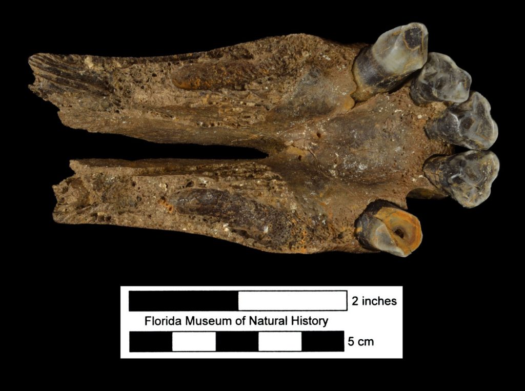 premaxilla fossil (the very tip of the upper jaw) with five teeth photographed from below