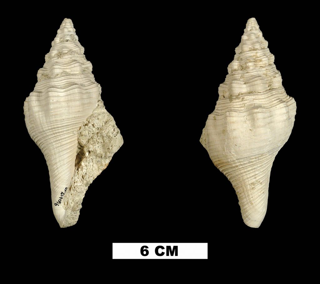 long and thin conch like shell