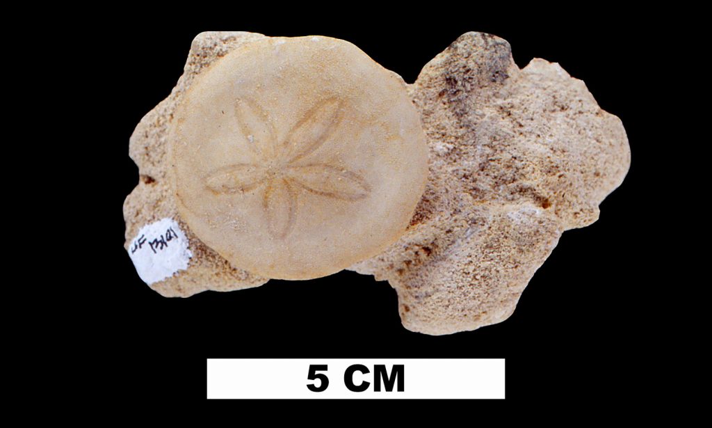 Neolaganum Durhami, sanddollar like fossil in a chunk of rock