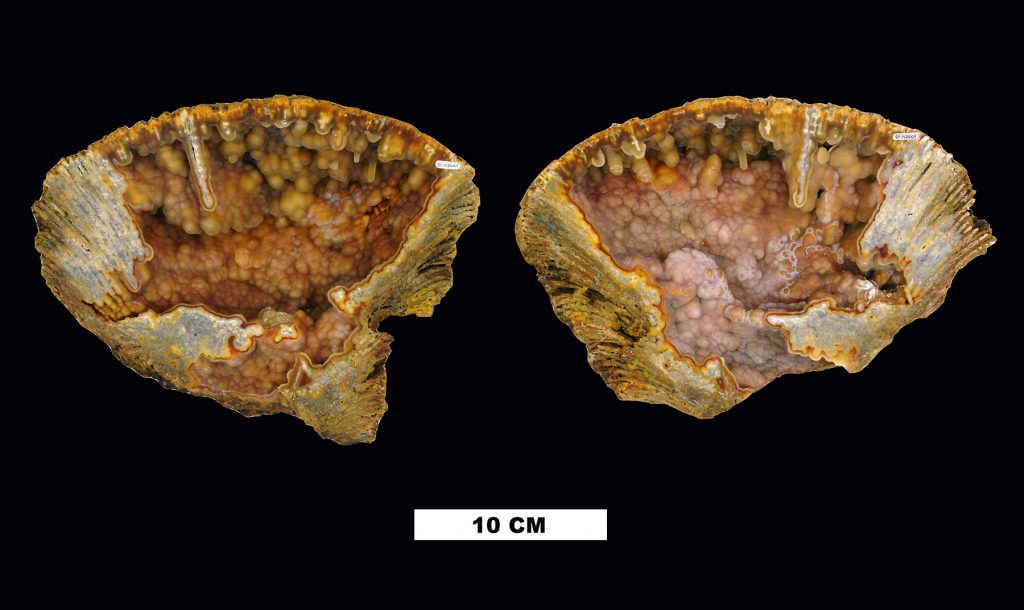 fossil coral cut open to show crystals within