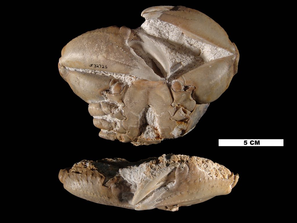 Ocalina Floridana crab fossil