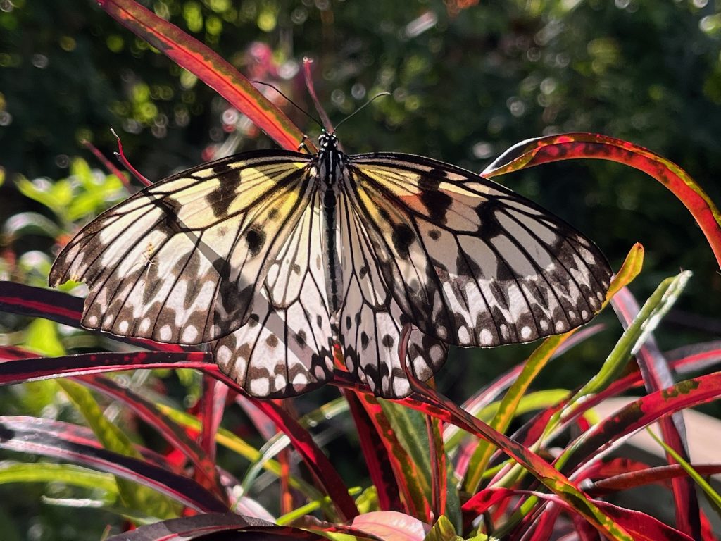large white and black butterfly sitting on thin red, green, and yellow leaves