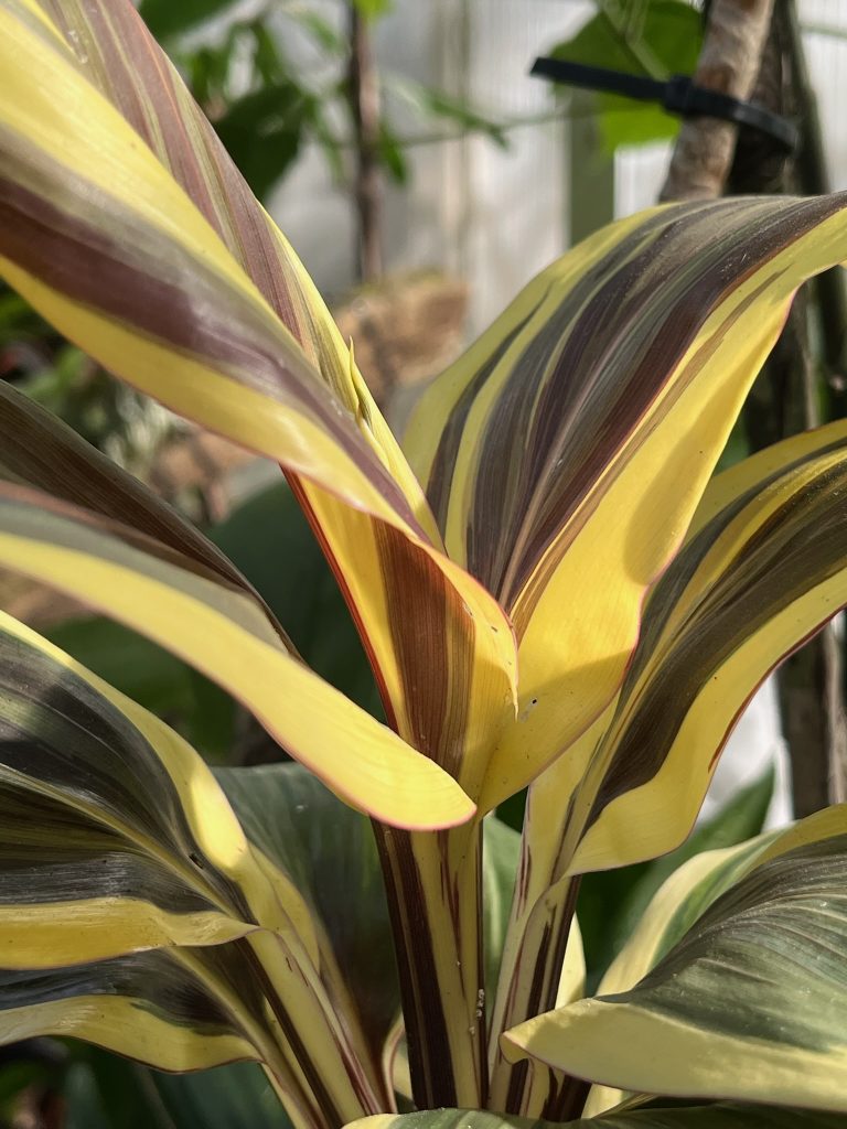 Wide striped yellow and brown leaves growing from a center point