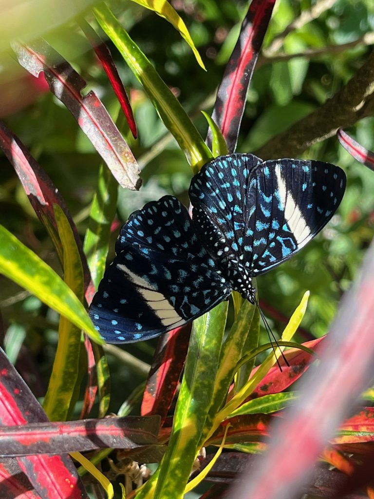 butterfly with black wings covered with small blue spots. A white stripe runs down the center of the upper wings.