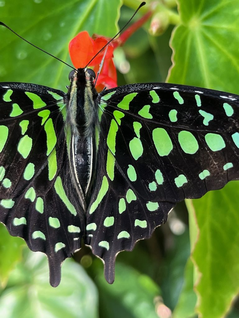 black butterfly with many bright green spots sitting on a read flower