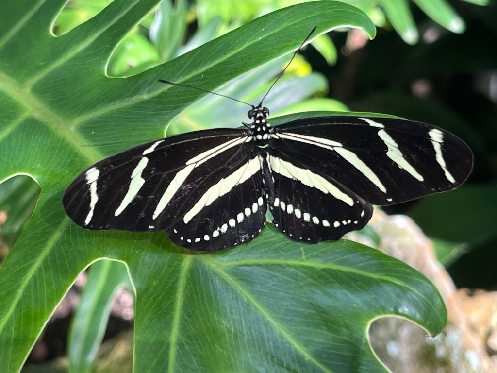 long winged butterfly with many pale yellow-white stripes.