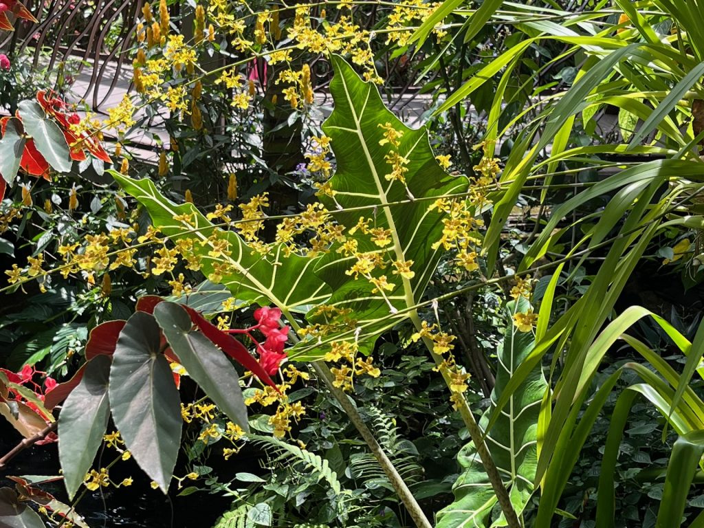 Plants in the Butterfly Rainforest, including several thin branches of small yellow orchid flowers in bloom, a begonia with long deep-green leaves with a red underside and bright red flowers.