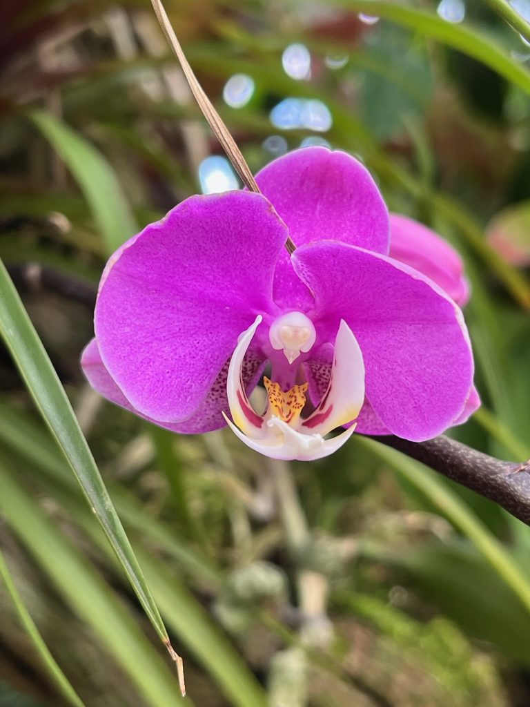 Single bright pink orchid flower
