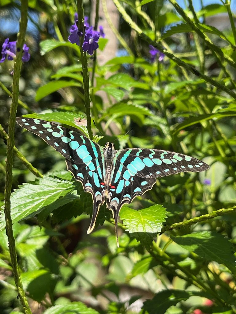 Large butterfly with its wings open. The butterfly is black with teal0blue stripes and spots and a long tail.
