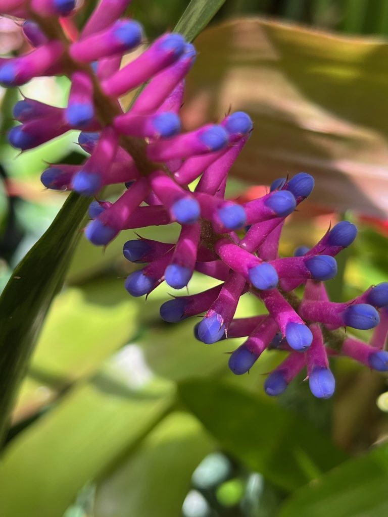 small pink flowers with purple tips growing from a center stem