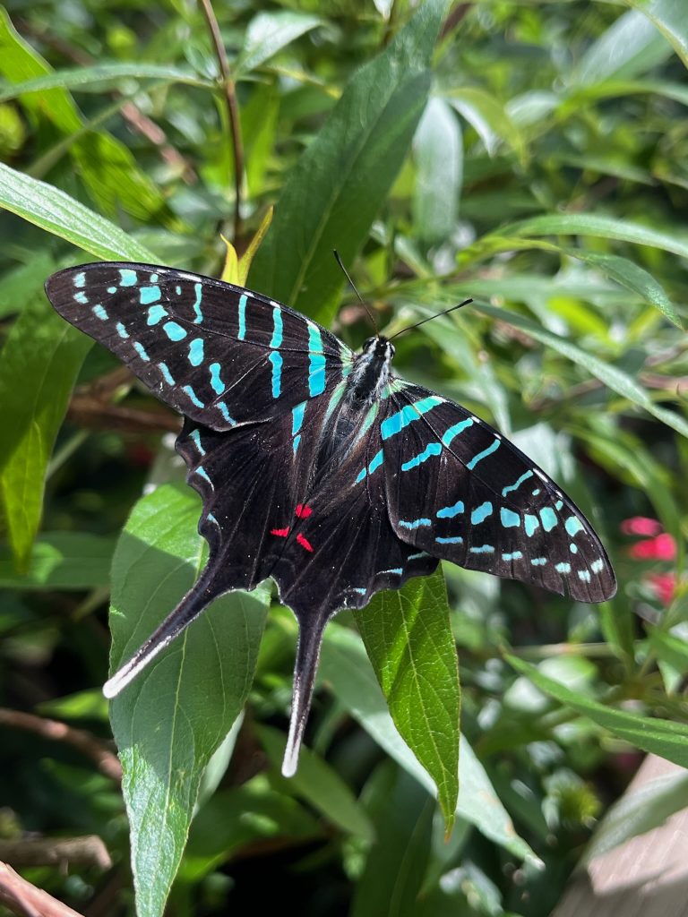 Large butterfly with its wings open. The butterfly is black with thin teal-blue stripes and spots and a long tail. Three small spots of red sit at the base of the butterflies body.