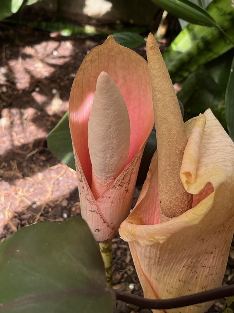 Two large flowers, The flowers have a single peach-colored petal that wraps around the large center stamen and forms a cup shape.