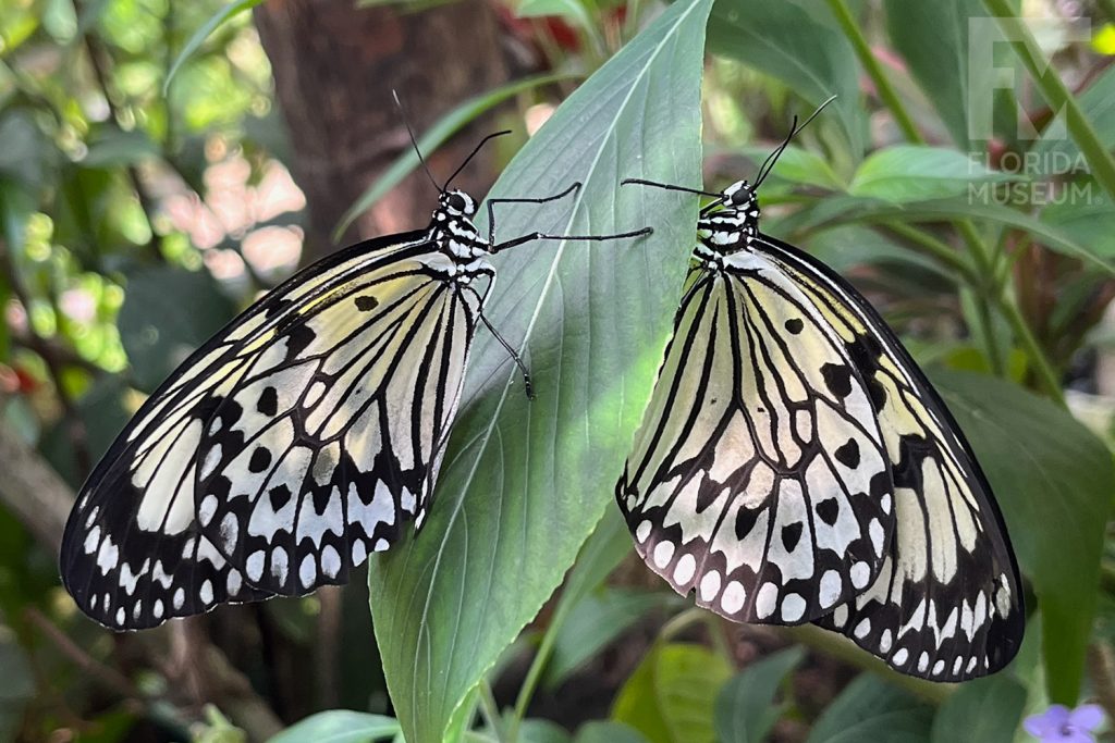 Two large yellow, white and black butterflies sitting on opposite sides of a large green leaf