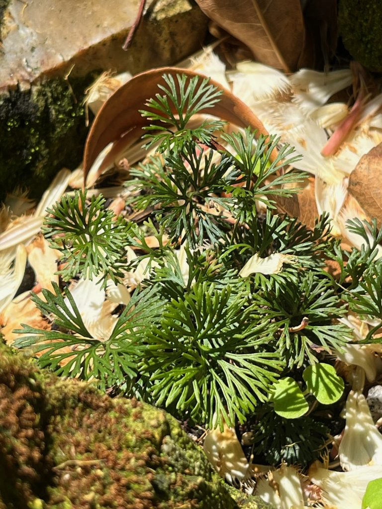 fern with small leaves shaped in a found around a center point