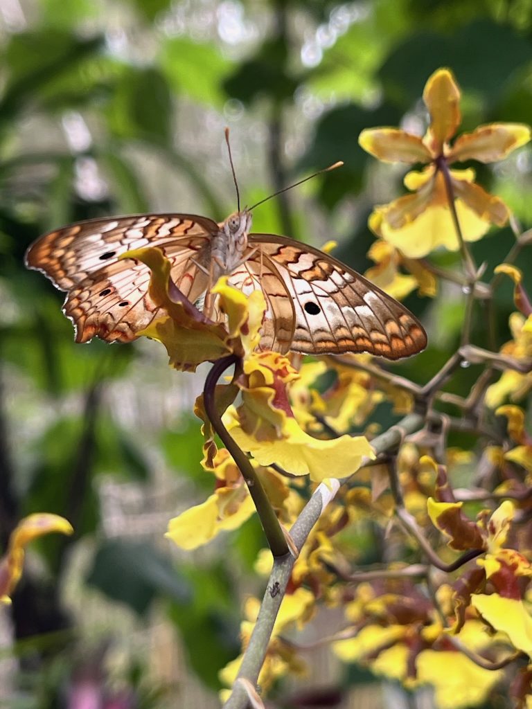 Tan, brown and cream-colored butterfly sitting on a yellow flower.